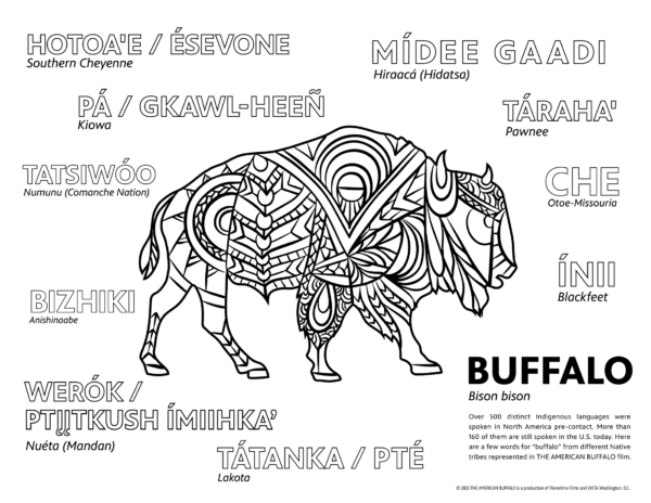 American Buffalo - Adult Coloring Page (buffalo design and various Native American words for buffalo in different Native languages)